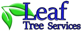 Professional Tree Care in Austin | Leaf Tree Services