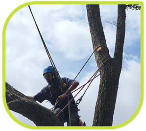 Tree care services